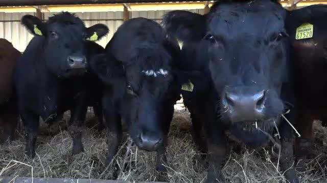 Carnea vitelor Black Angus, tot mai populară în România. "E mult mai valoroasă"