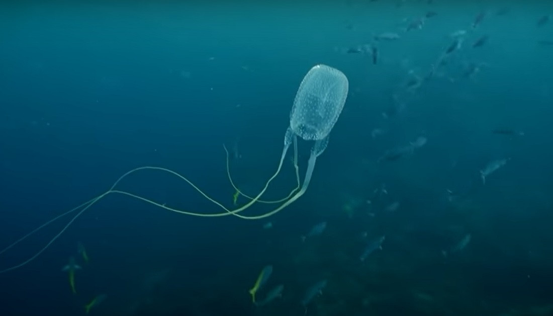 Un tânăr a murit la vârsta de 17 ani, după ce a fost înțepat de cea mai veninoasă vietate marină