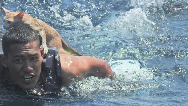 Marinarul care a devenit erou după ce a salvat 3 pisoi dintr-o barcă ce se scufunda