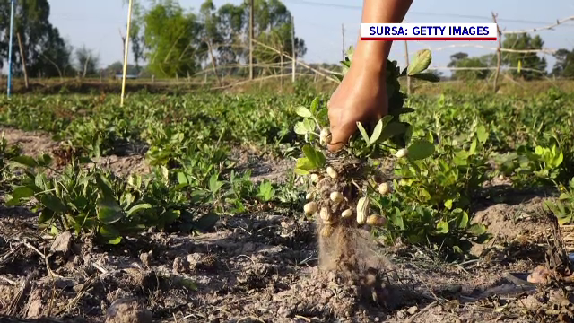 Planta pe care au început să o cultive tot mai mulți români. Este foarte profitabilă