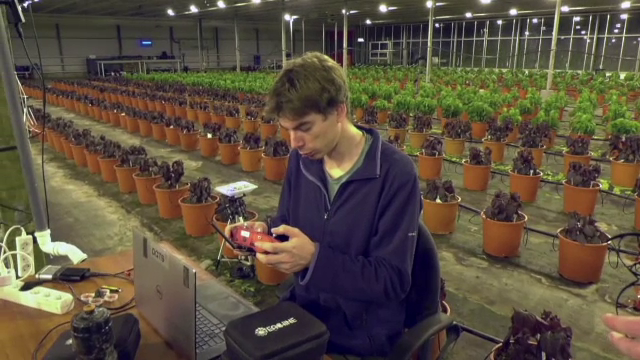 Drone la vânătoare de molii. Soluția unei companii olandeze pentru a proteja culturile din sere