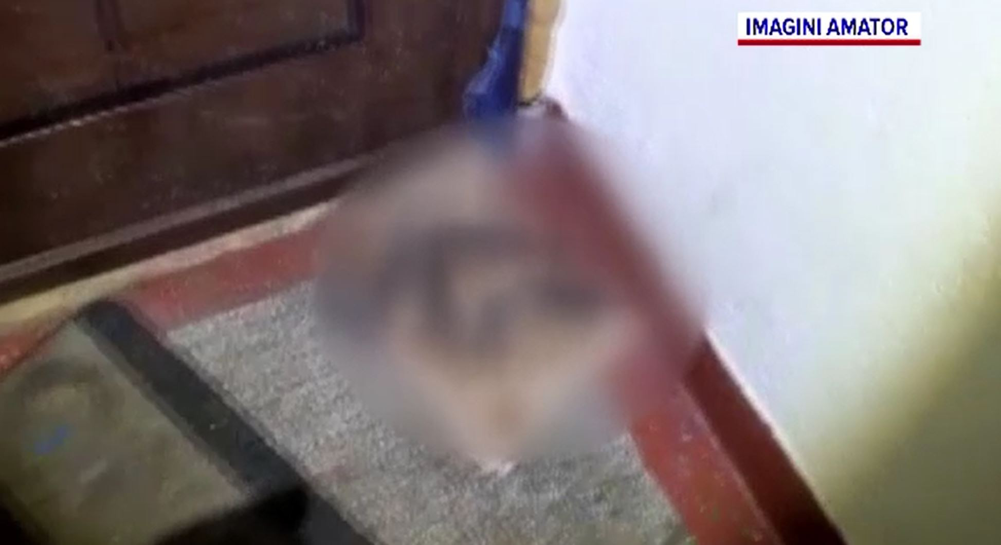 Bloc din Galați, terorizat de șobolani. "Sunt de la mic la mare, plus unul cât o pisică"