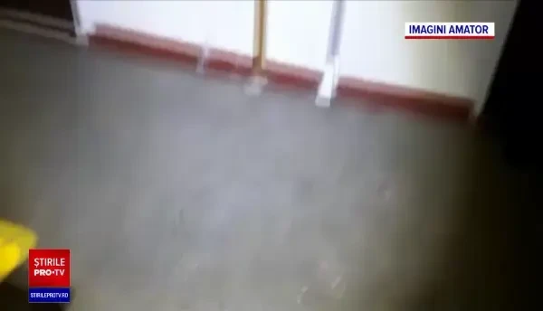 Bloc din Galați, terorizat de șobolani. "Sunt de la mic la mare, plus unul cât o pisică"