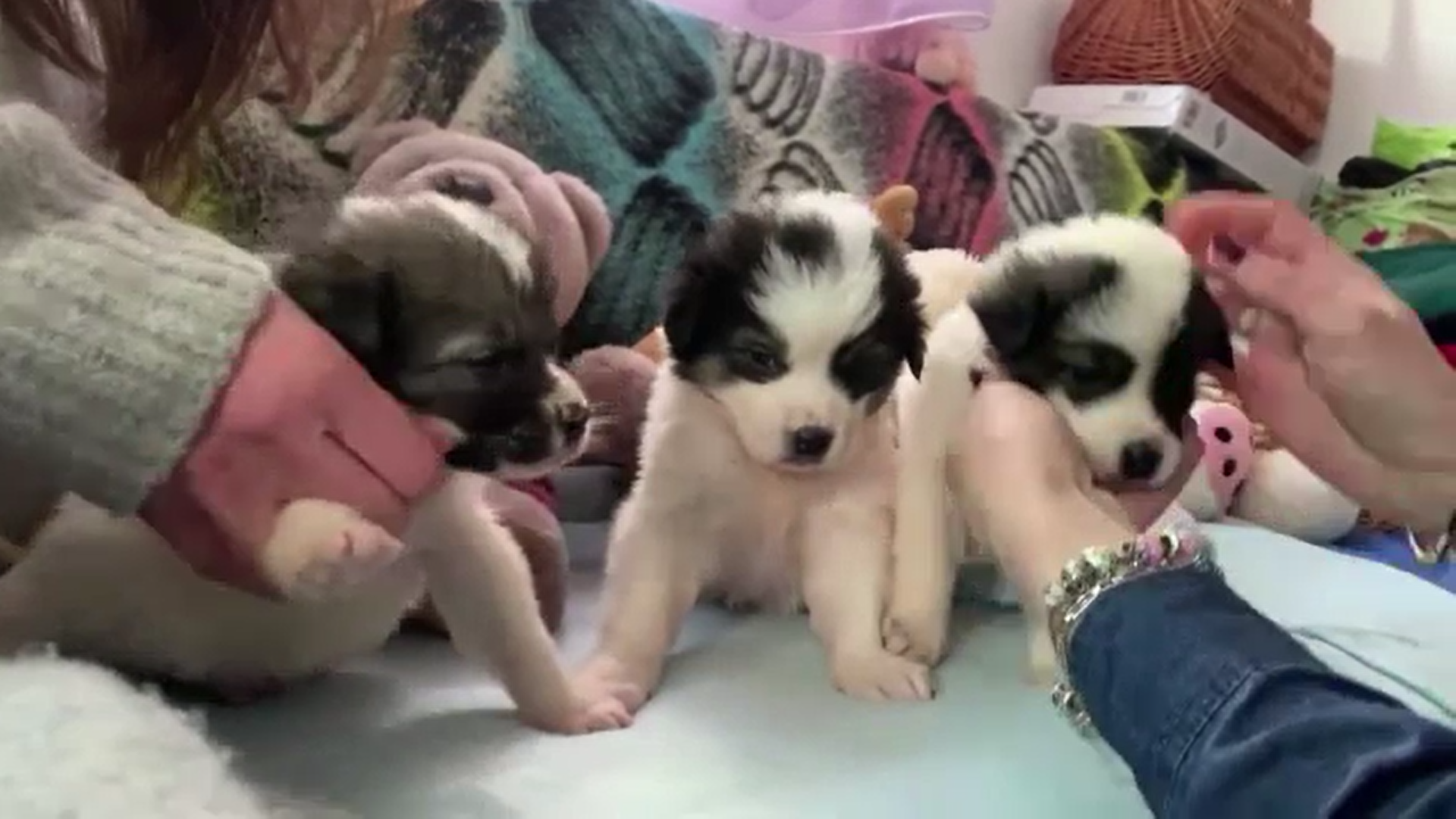 O femeie din Suceava este anchetată de poliție după ce a abandonat patru cățeluși. Unul dintre pui a murit