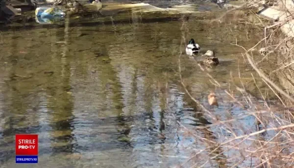Râul din Baia Mare, sufocat de gunoaie. S-au pus camere, dar nu s-a dat nicio amendă