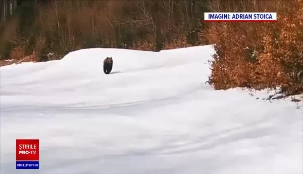 Momentul în care un urs urmăreşte un schior, pe o pârtie din Predeal. VIDEO