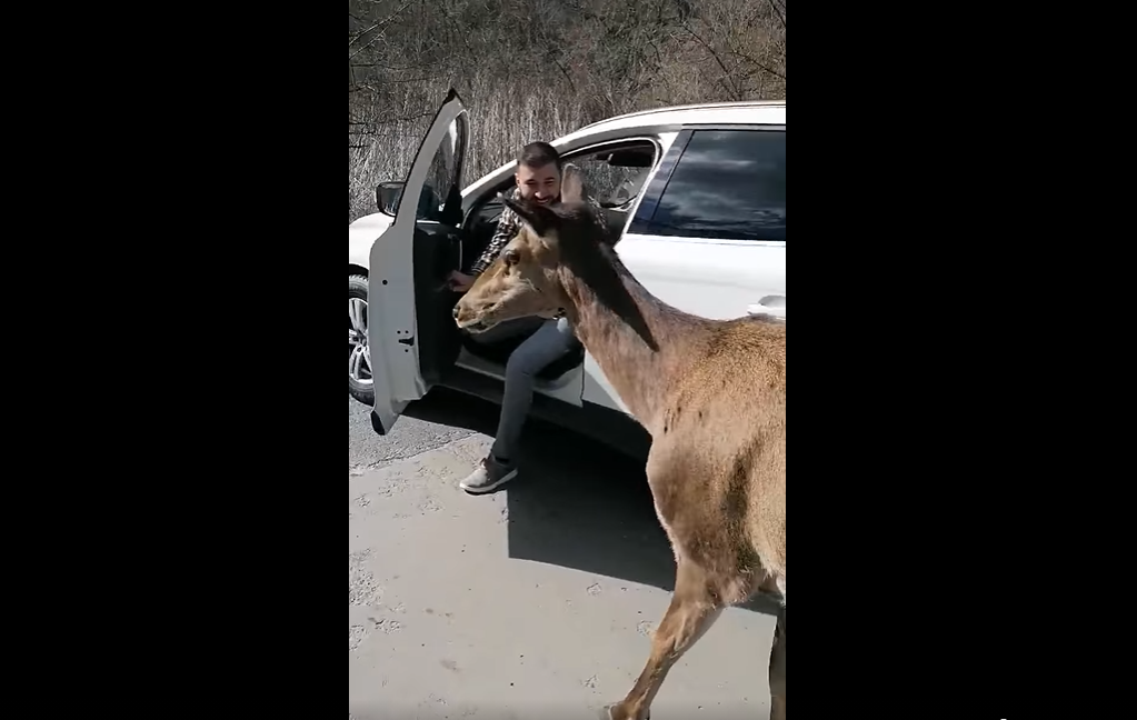 Apariție neobișnuită pe un drum din Valea Arieșului. O căprioară a stat să fie filmată și mângâiată de trecători VIDEO
