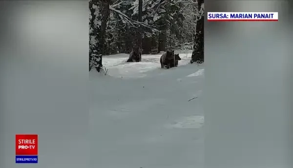 Autoritățile nu știu câți urși sunt în România. Pârtiile de pe Valea Prahovei ar putea fi protejate cu garduri electrice