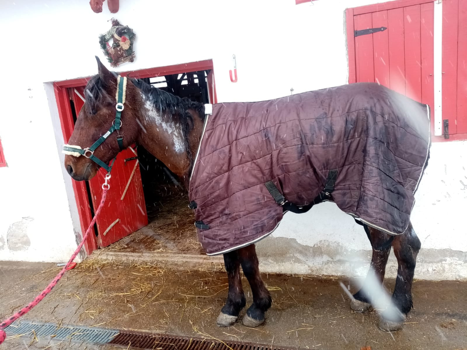 Un bărbat din Ilfov și-a înhămat calul la căruță și i-a dat foc. A fost internat la psihiatrie