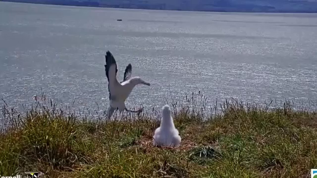 „Aterizare” ratată a unui albatros din Noua Zeelandă. Imaginile au devenit virale
