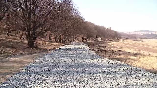 Drum "răsărit" peste noapte într-o pădure din Cluj. Se spune că e începutul unui proiect imobiliar