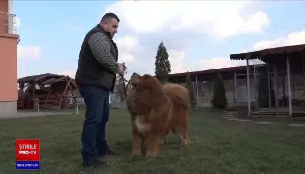 Boss, câinele mastiff din Târgu Mureș care a câștigat 360 de premii internaționale. Are propriul lui șofer