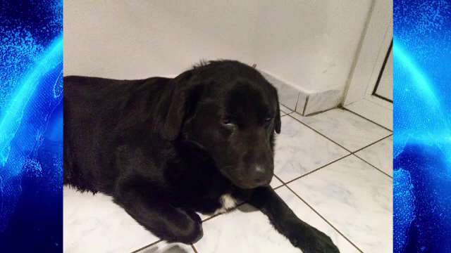 Un cățeluș a murit la scurt timp după ce a fost adoptat de la un adăpost din Arad. Îngrozitor ce au descoperit proprietarii