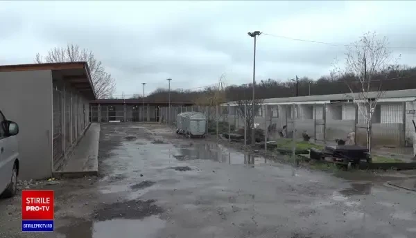 Un cățeluș a murit la scurt timp după ce a fost adoptat de la un adăpost din Arad. Îngrozitor ce au descoperit proprietarii