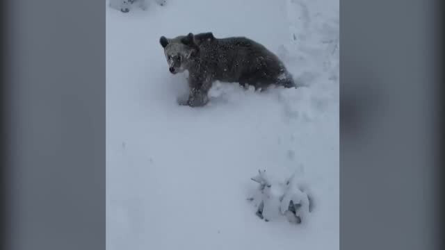 Ursul și-a făcut din nou apariția la Predeal. Un schior din telescaun a început să strige pentru a-i alerta pe toți