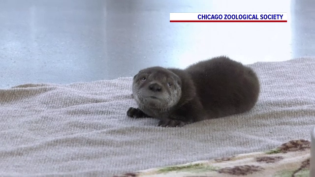 Cel mai nou locatar al grădinii zoo din Chicago, o vidră, a primit numele Pascal. Cum a fost ales