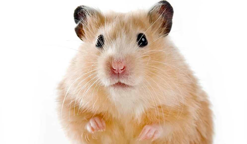 China a aprobat al 5-lea vaccin anti Covid-19, care va fi făcut din celule de hamster