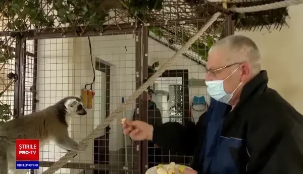 Doi lemurieni gemeni s-au născut la grădina zoologică din Sibiu. De ce este un eveniment rar