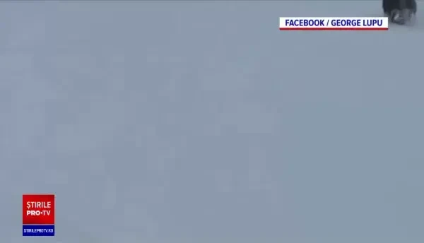 Ce se va întâmpla cu ursul care a alergat după schiori la Predeal. Decizia Ministerului Mediului