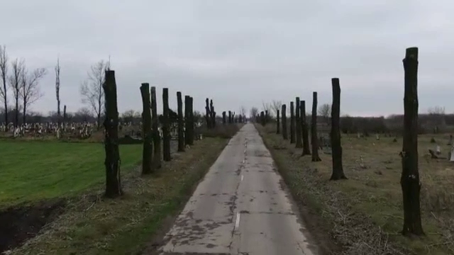 Peisaj dezolant pe o șosea din Dolj. Coroanele a zeci de plopi au fost ciuntite