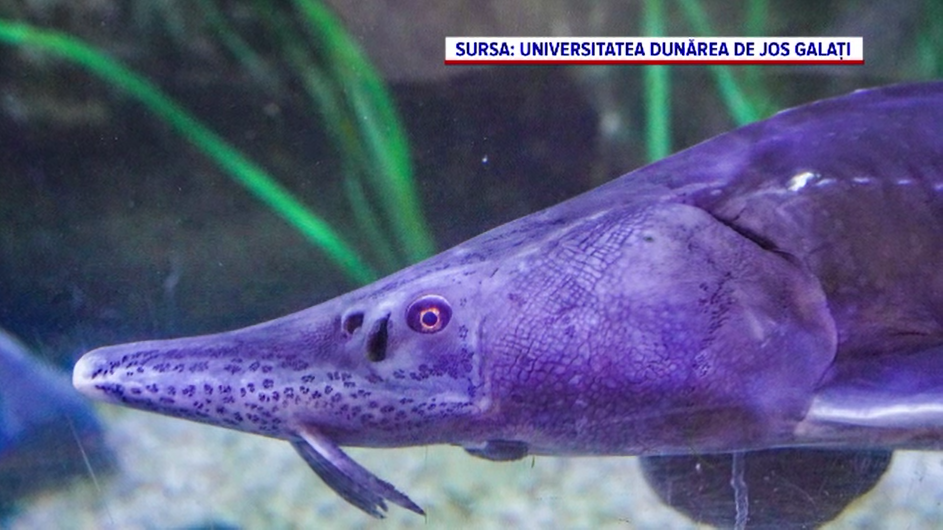 Cercetătorii români au găsit în Delta Dunării specii de plante și pești considerate dispărute