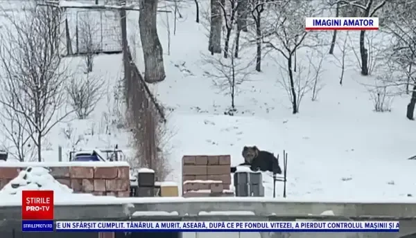 Alertă în orașul Târgu Mureș, după ce un urs a intrat în mai multe gospodării: „Când ieșim ne uităm peste tot”