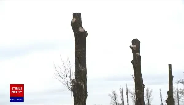 Peisaj dezolant pe o șosea din Dolj. Coroanele a zeci de plopi au fost ciuntite