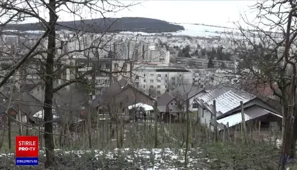 Ursul care terorizează un cartier din Târgu Mureș va fi relocat săptămâna viitoare