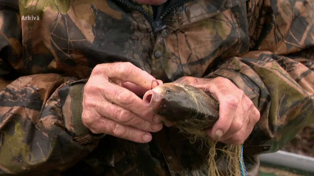 Lovitură pentru pescari. Speciile de pești pe care nu mai au voie să le rețină în acest an, în Deltă