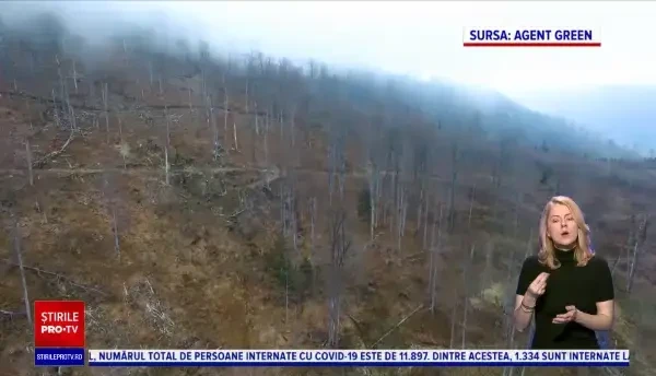 Concluzia dură a unui raport UNESCO: România își bate joc de pădurile sale