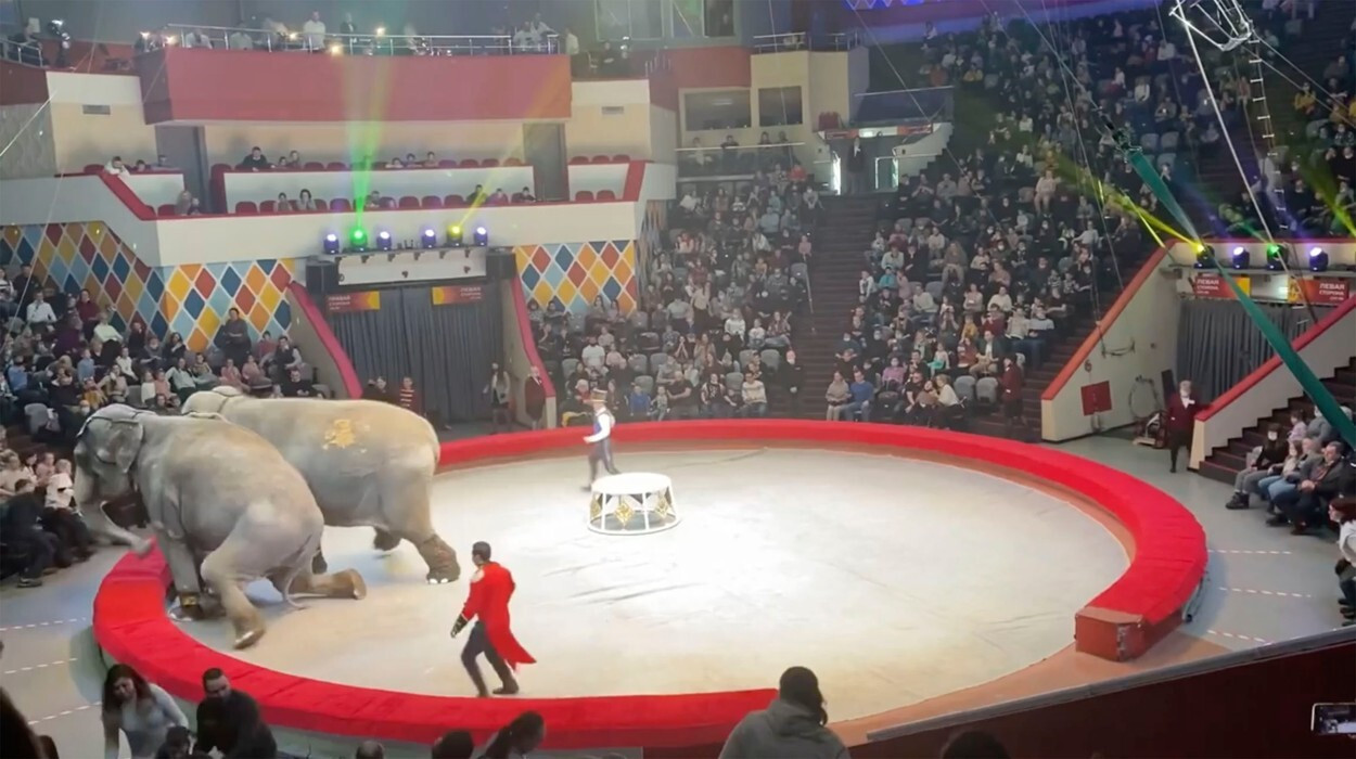 Spectatorii au fugit speriați de la un spectacol de circ după ce elefanții au devenit agresivi. VIDEO