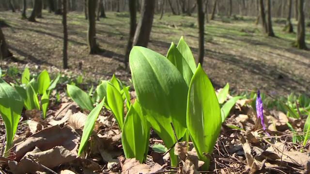 Planta "miraculoasă" culeasă de români din pădure. Poate reduce tensiunea şi e detoxifiantă