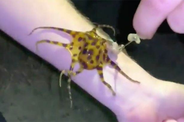 Ce a pățit o femeie care și-a pus pe mână una dintre cele mai veninoase ființe de pe Pământ