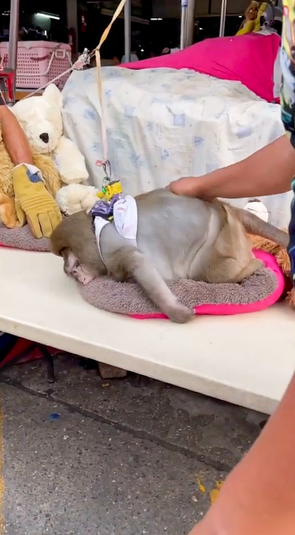 Maimuța Godzilla a ajuns obeză din cauza oamenilor care îi oferă mâncare cu zahăr