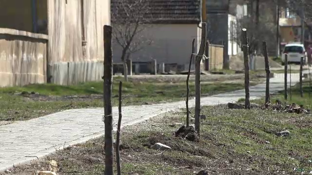 Zeci de nuci plantați de o primărie din Arad au fost rupți sau furați. Ce spun autoritățile