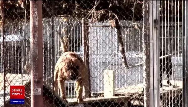 Un copil de 4 ani din Cluj-Napoca, la spital, după ce a fost mușcat de un câine într-un parc din centrul orașului