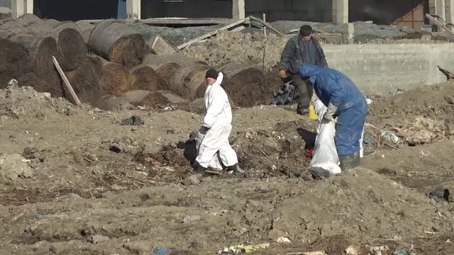 Control judiciar pentru proprietarul incineratorului care nu a ars oile de pe nava eşuată, ci le-a îngropat