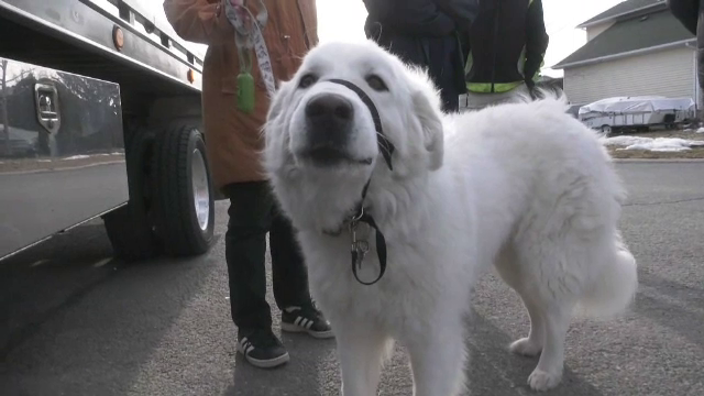 Cum a fost salvată o femeie din Canada de cățelușa sa. Martor: „A fost impresionant”