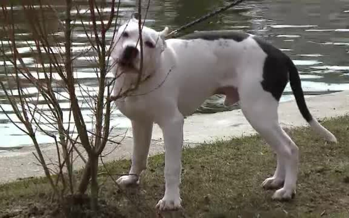 Proprietarul câinelui care a atacat un copil într-un parc din Cluj-Napoca, reţinut pentru 24 de ore