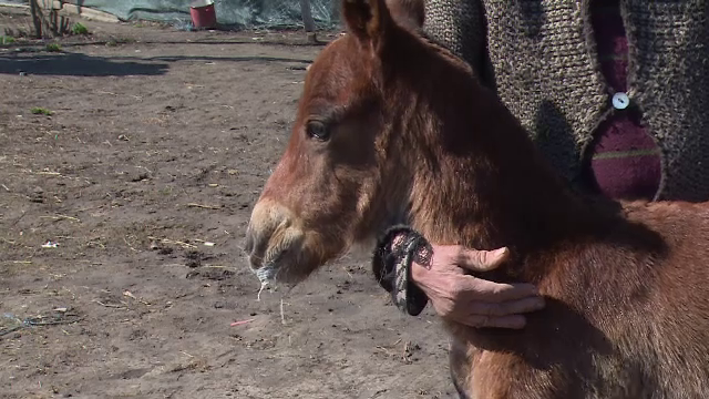 Caz revoltător în Galați. Un bărbat a ucis un mânz, apoi și-a hrănit câinii cu el