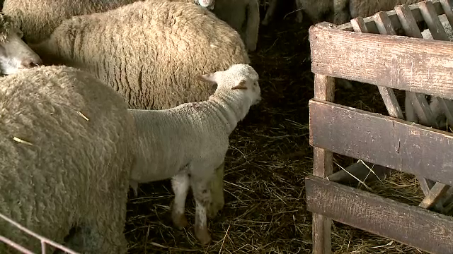 Anul acesta, masa de Paște va fi mai scumpă. Cât va costa un kilogram de carne