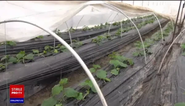 Ajutor de la stat de 2.000 de euro pentru cei care cultivă legume în sere și solarii. Anunțul ministrului Agriculturii