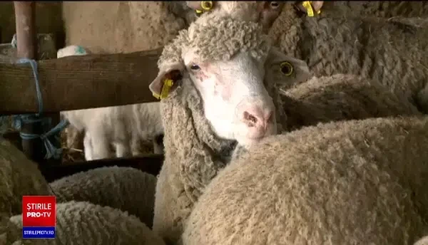 Anul acesta, masa de Paște va fi mai scumpă. Cât va costa un kilogram de carne