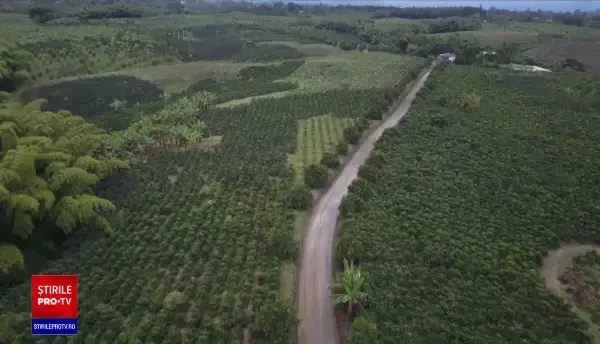 Românii cumpără tot mai multă cafea scumpă, espressoare şi râşniţe performante