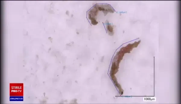 Pești de plastic, în farfuriile românilor. Râurile și Marea Neagră sunt pline de microparticule