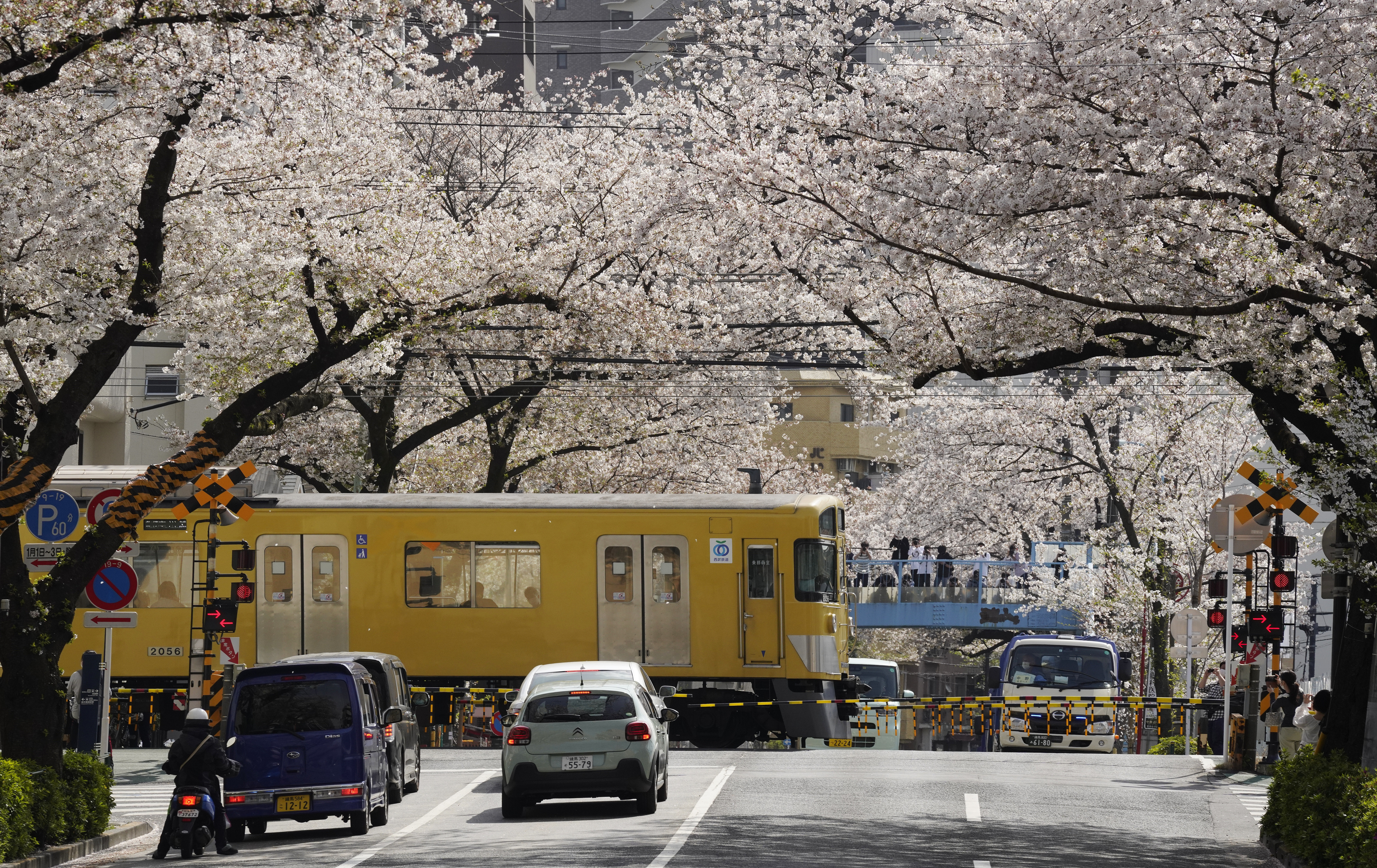 Cireși înfloriți în Tokyo, Japonia. Temperatura a ajuns la 23 de grade Celsius