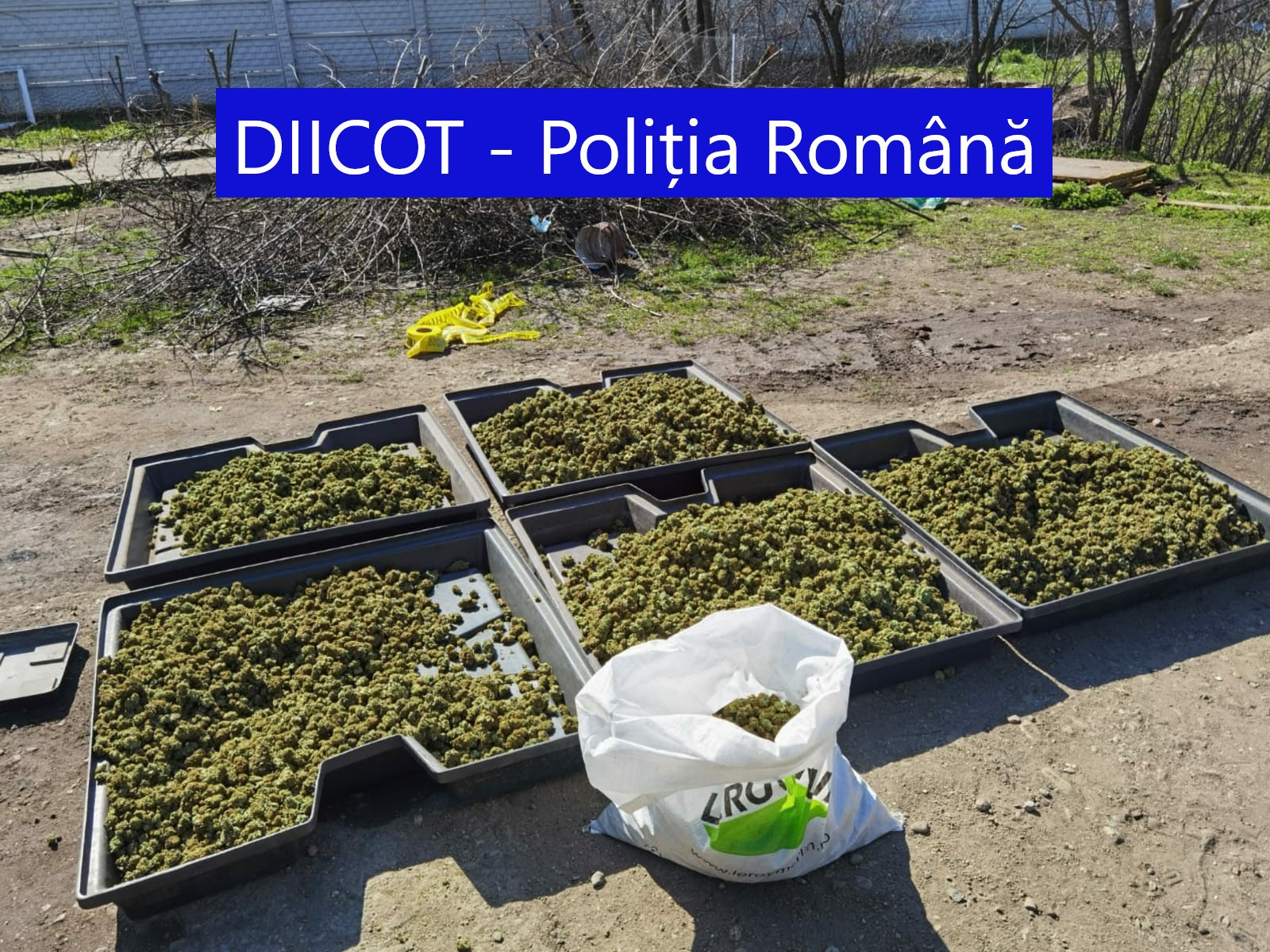 Cantitate uriașă de droguri descoperită în Dolj. Doi spanioli au fost arestați