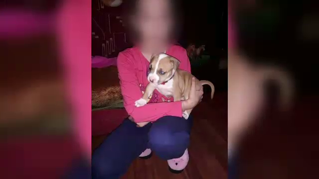 Pedeapsă maximă pentru un gălățean care a ucis câinele vecinilor. „Când eu plec la puşcărie, tu-ţi bagi doliu în casă”