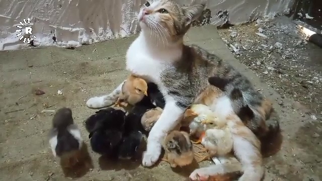 Imagini incredibile cu două pisici și mai mulți pui de găină. Au devenit cei mai buni prieteni