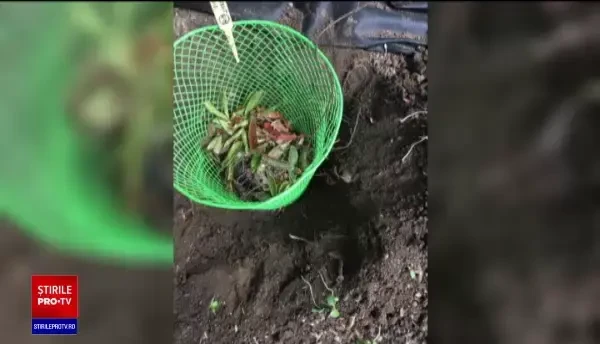 Experimentul care demostrează că paharele „biodegradabile'' nu dispar peste noapte în natură